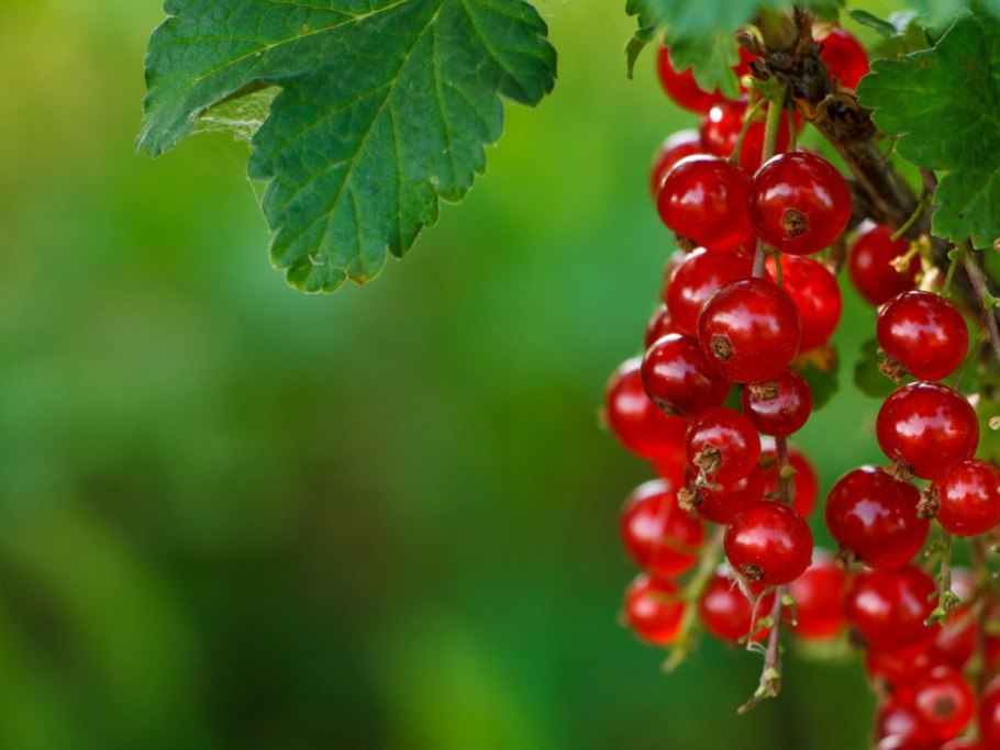 Листик черной смородины