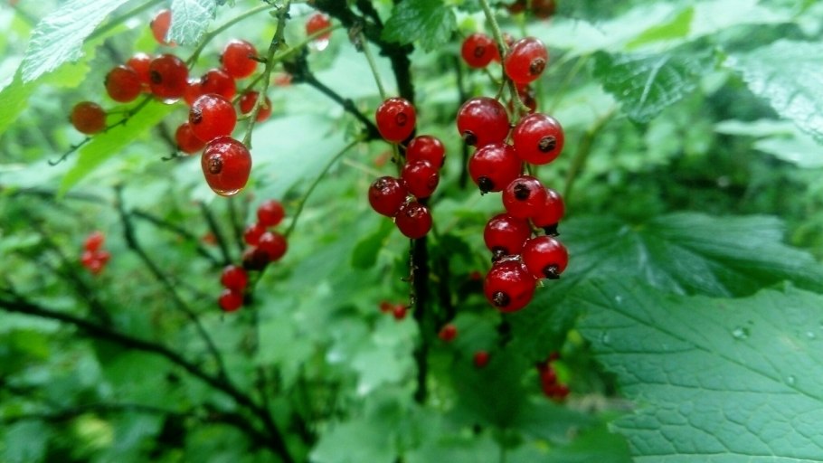 Смородина красная - ribes rubrum