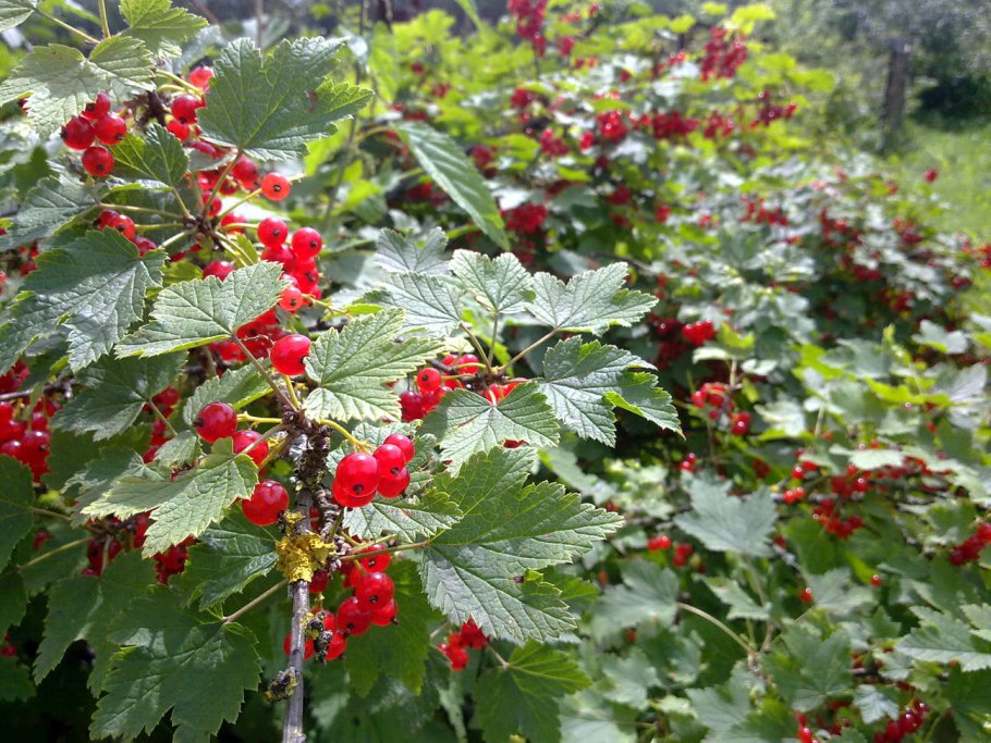 Смородина красная традиционные сорта Розита