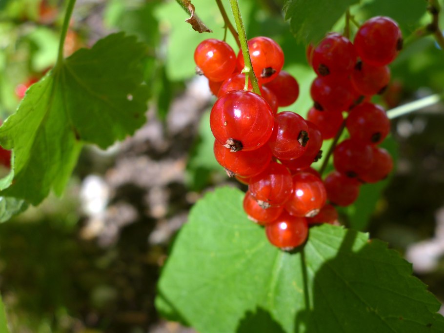 Смородина красная длиннокистная