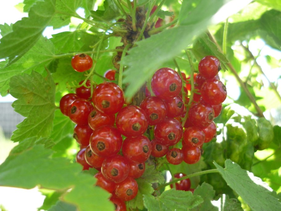 Ribes spicatum ареал