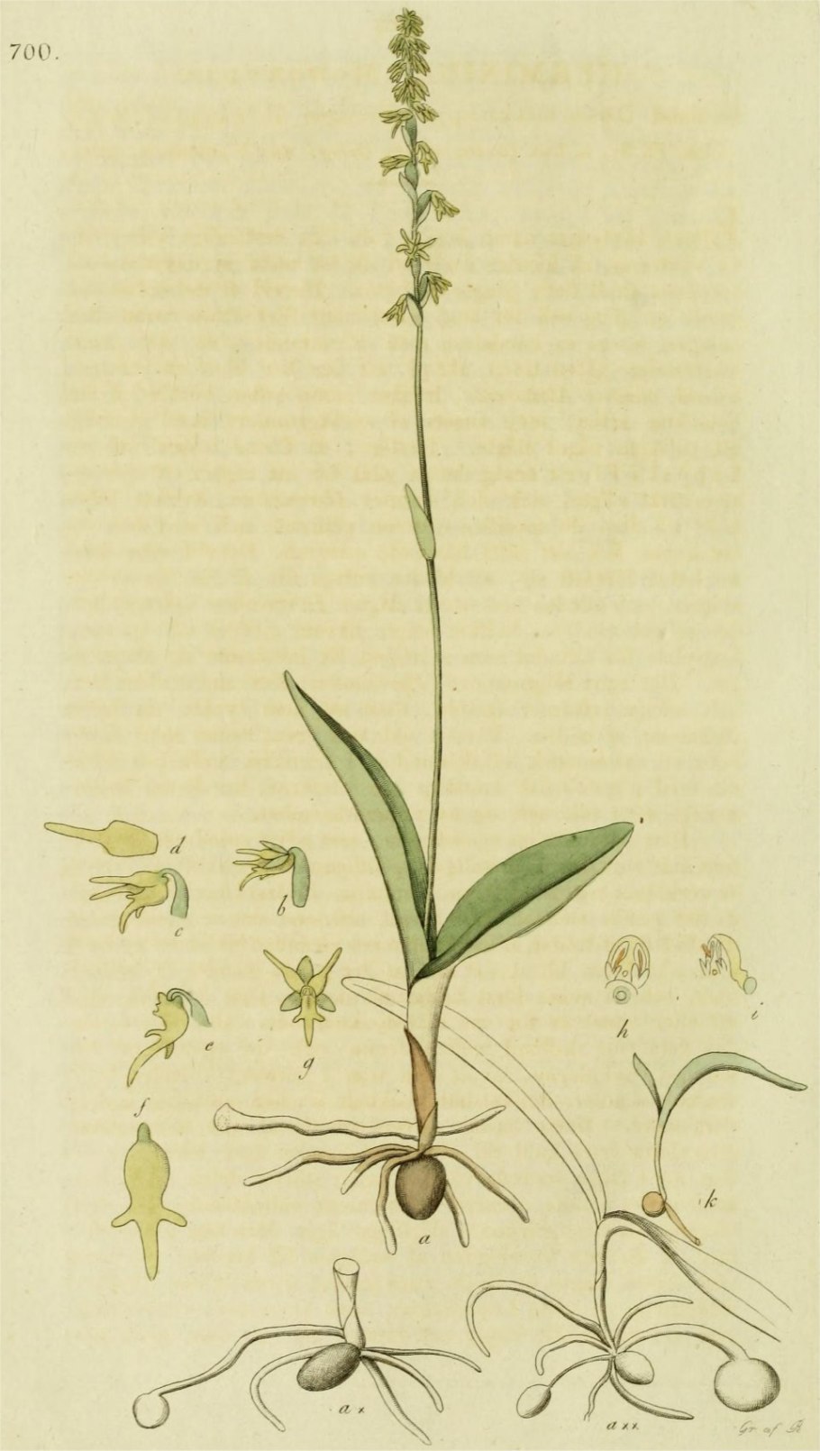 Дремлик болотный