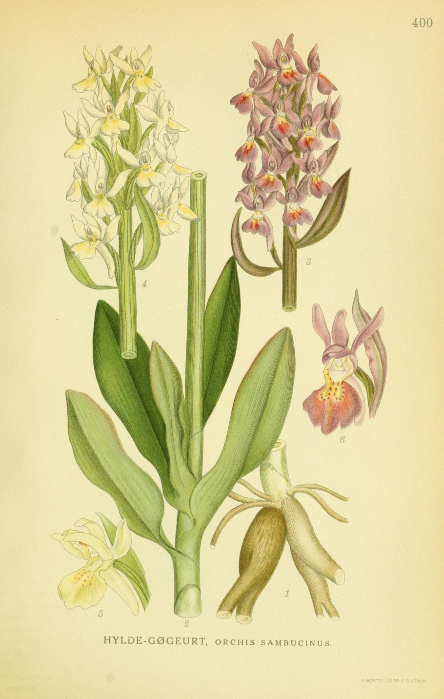 Бровник одноклубневый рисунок