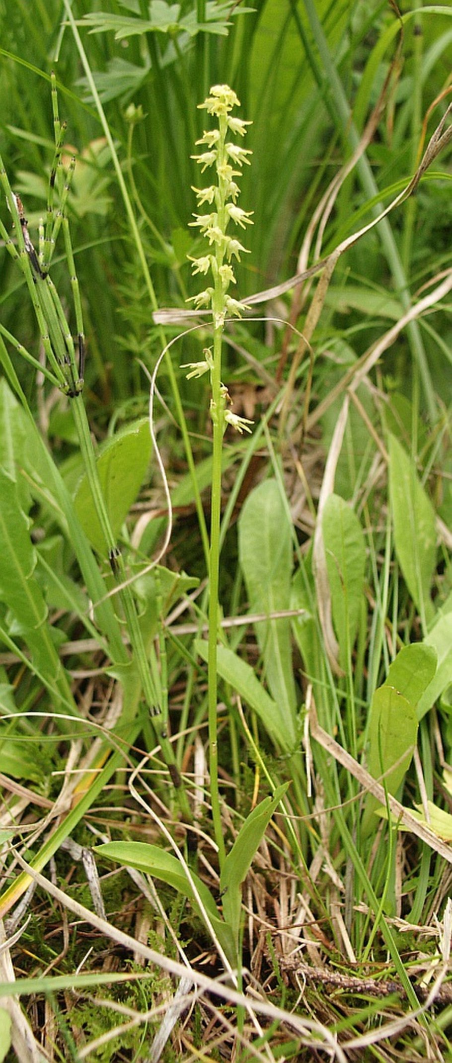Пололепестник