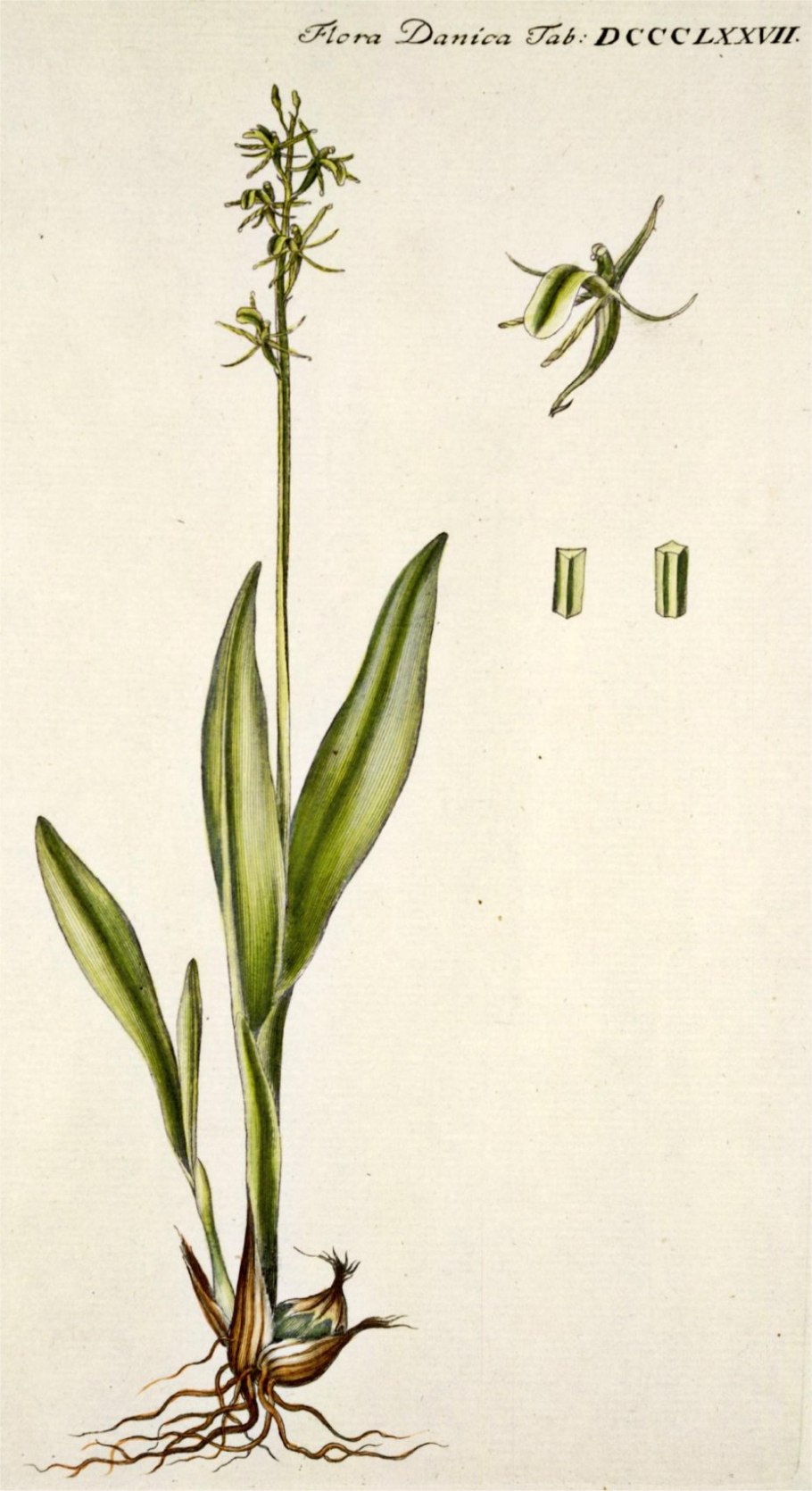 Дремлик болотный черно-белый