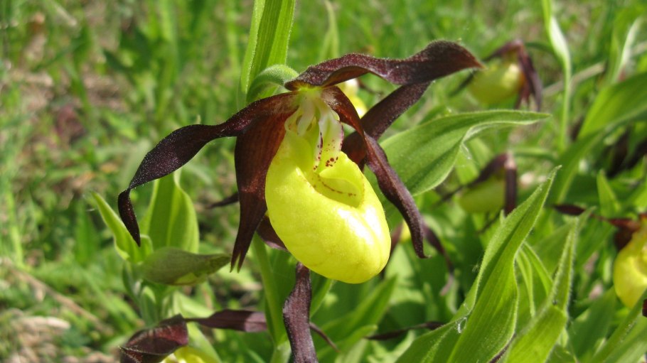 Офрис насекомоносная красная книга