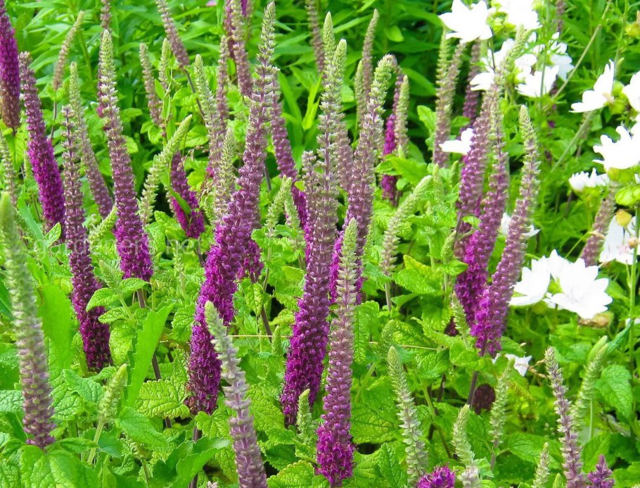 Бровник офиоглоссовидный