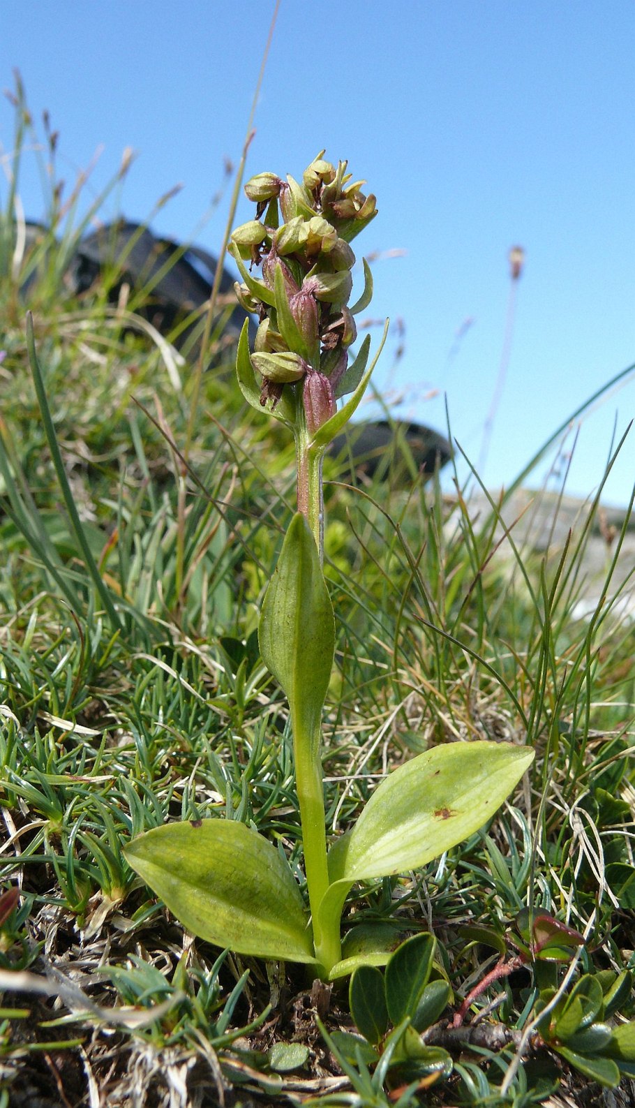 Пололепестник зеленый (coeloglossum viride (l.)