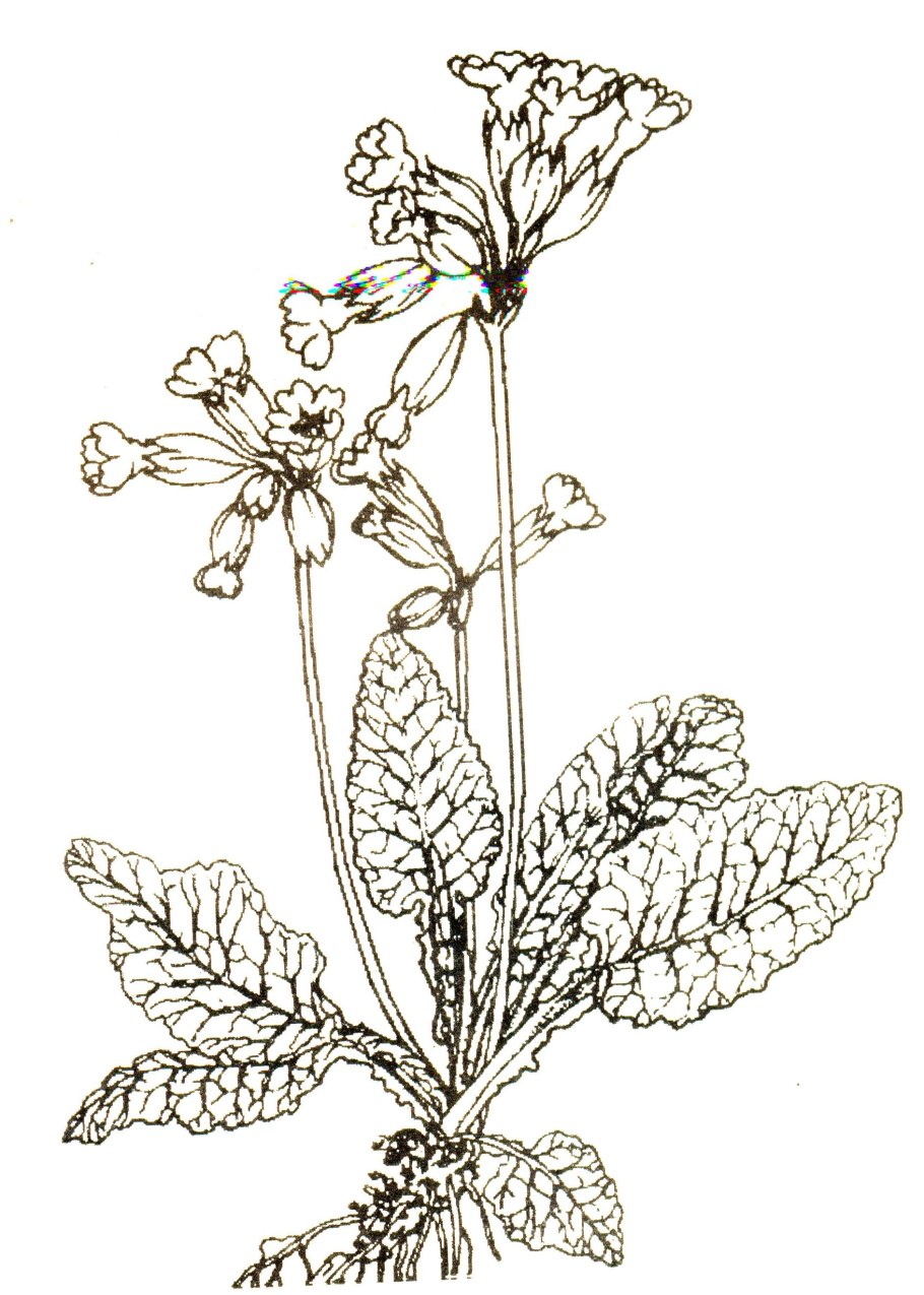 Гаммарбия Болотная