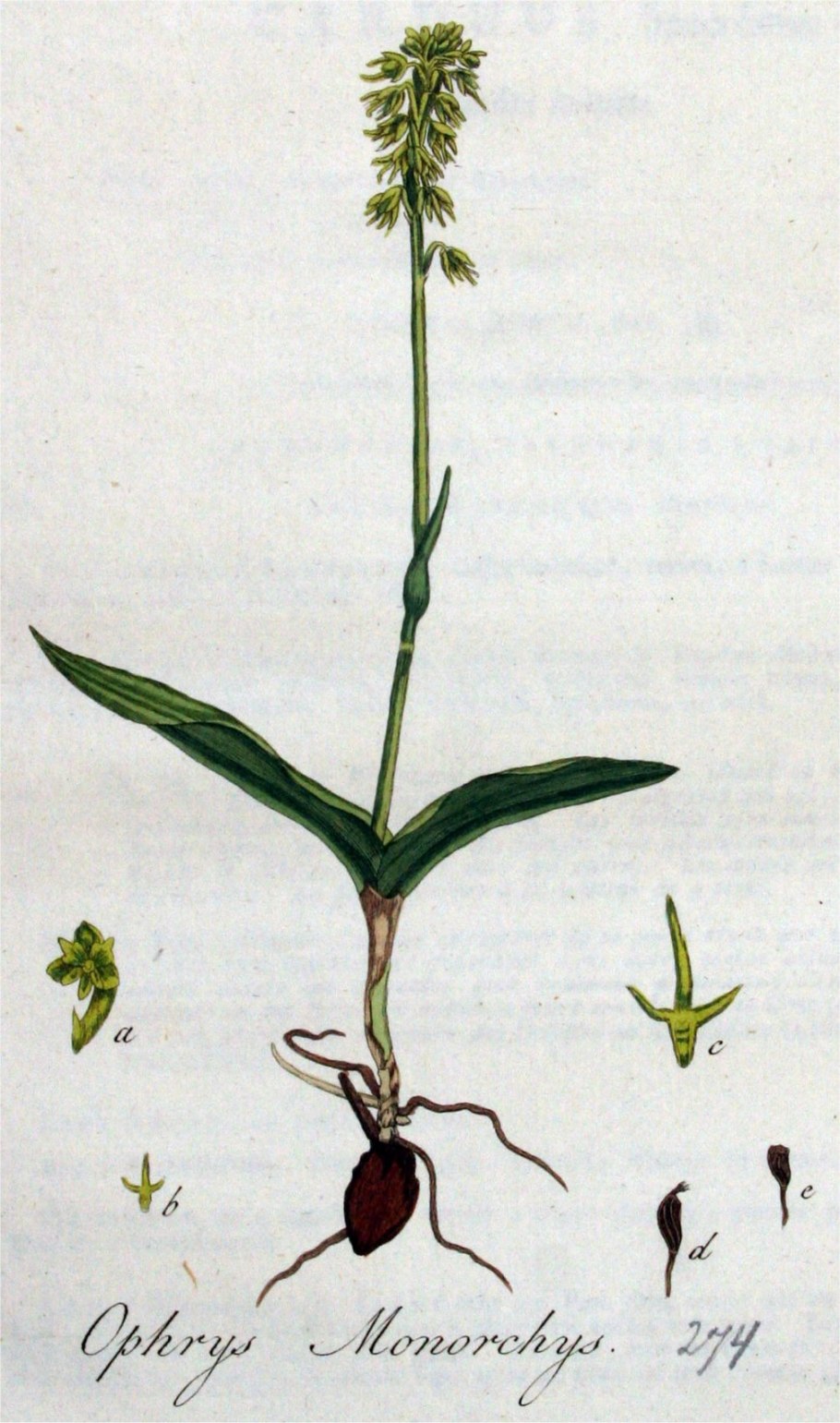 Лобелия Дортмана (Lobelia dortmanna)