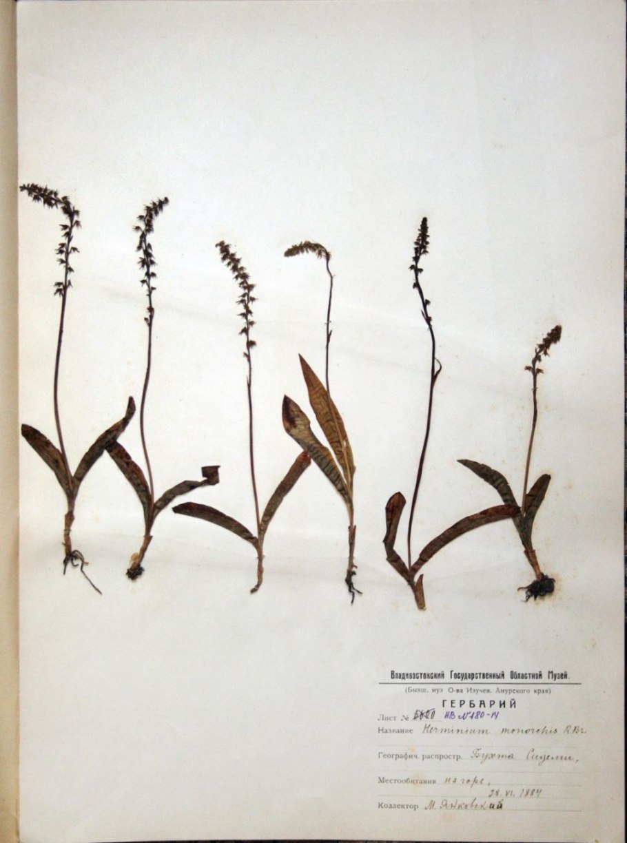 Национальный гербарий