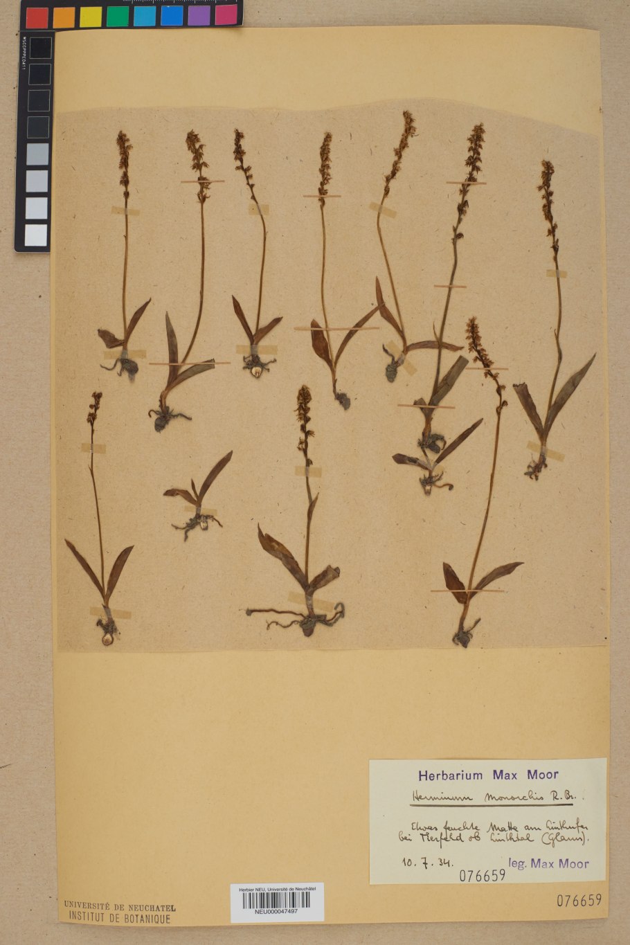 Бровник одноклубневый