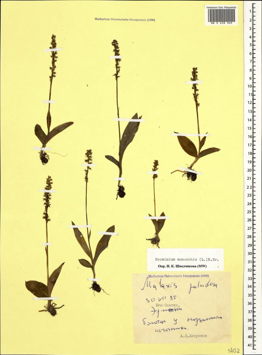 Дремлик широколистный рисунок