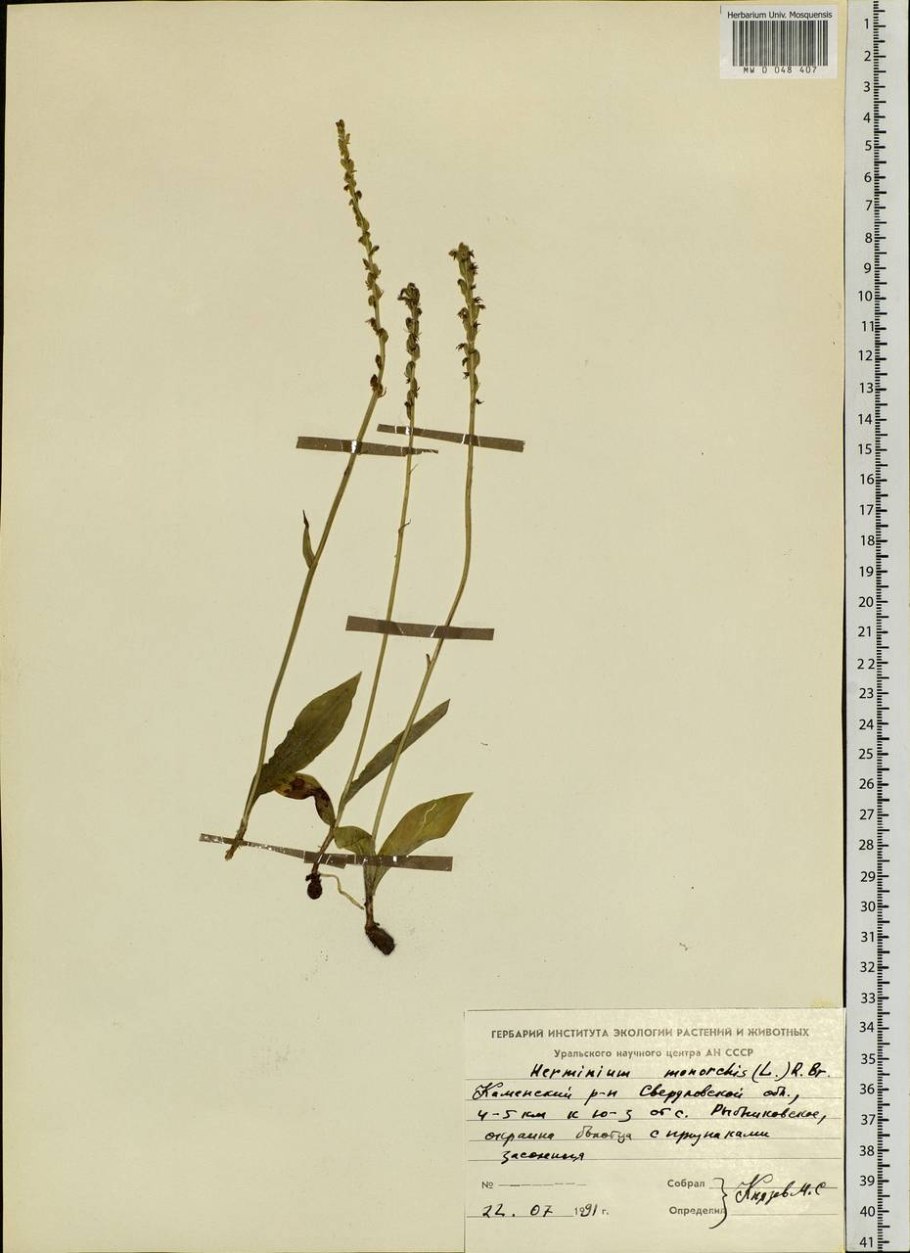 Пололепестник зеленый (Coeloglossum viride (l.)