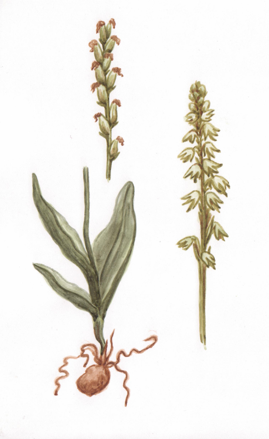 Любка зеленоцветковая — Platanthera chlorantha