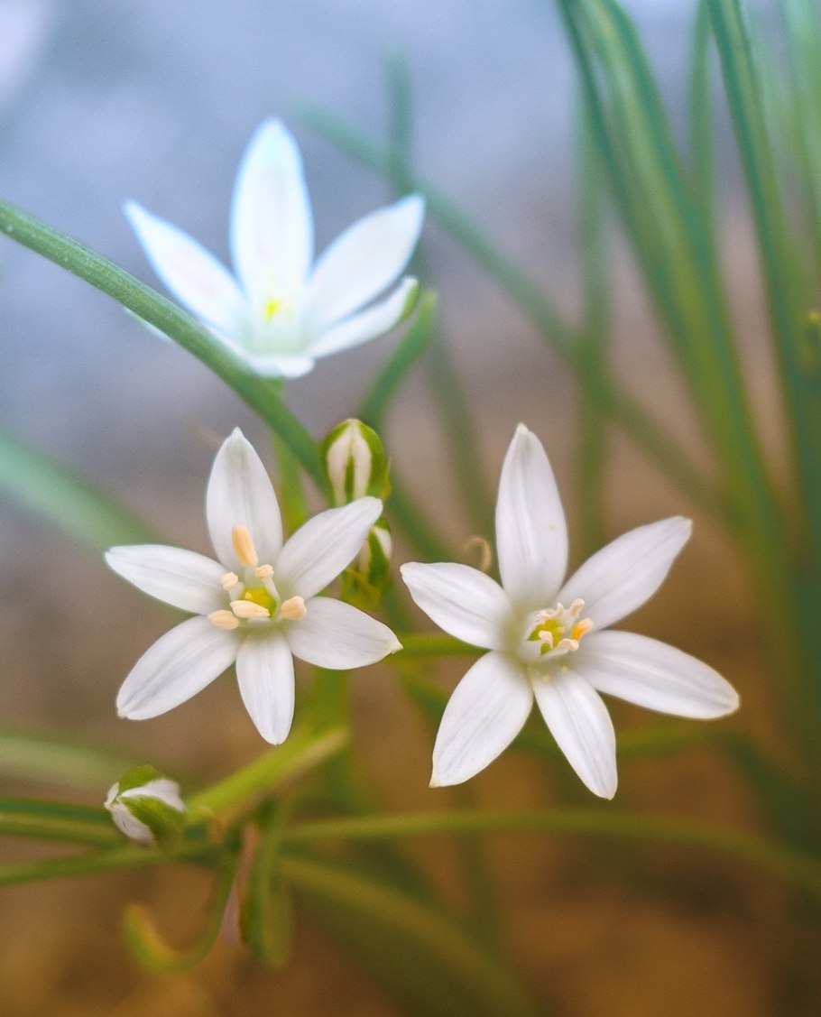 Птицемлечник Пиренейский
