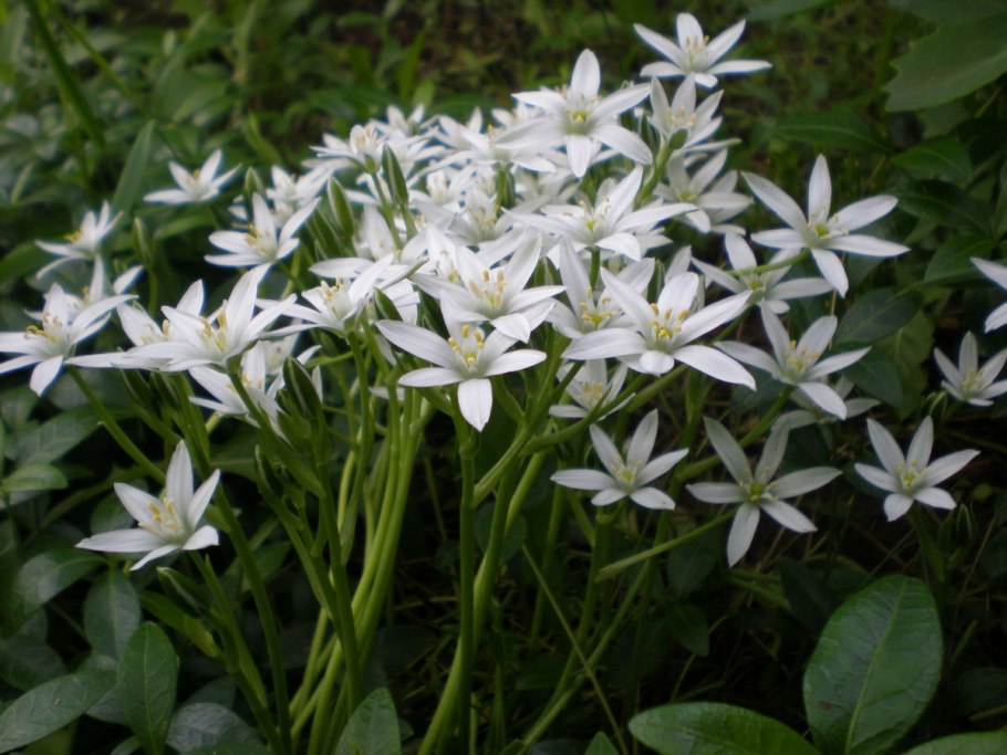 Птицемлечник Гуссона