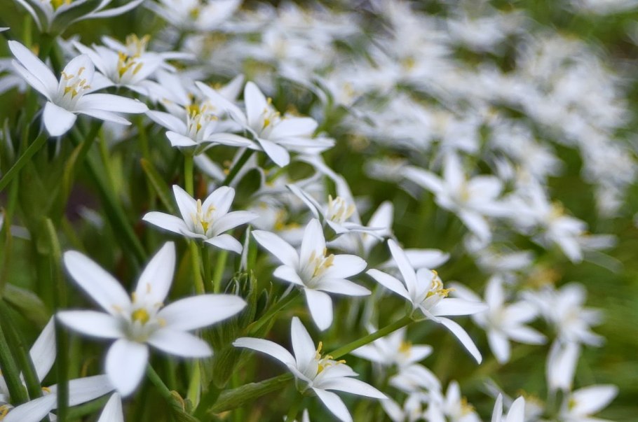 Птицемлечник зонтичный