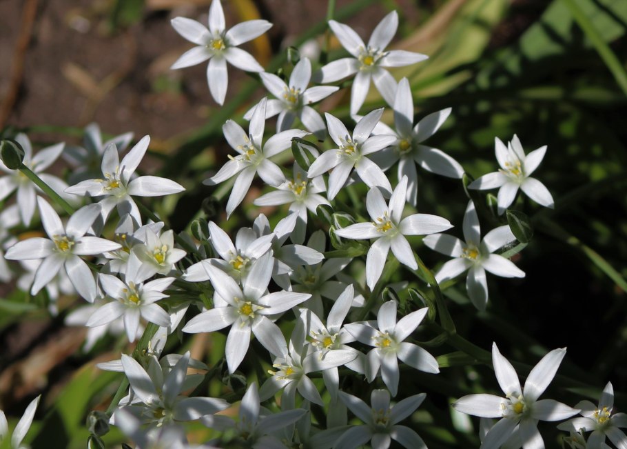 Птицемлечник Гуссона