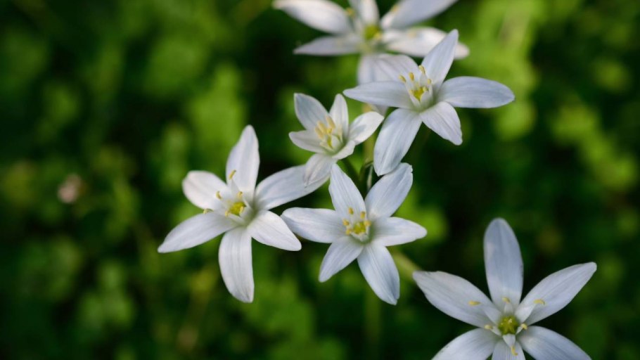 Ornithogalum umbellatum