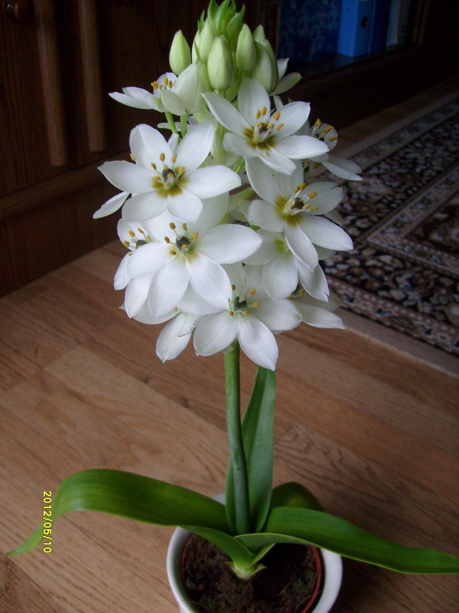 Птицемлечник орнитогалум