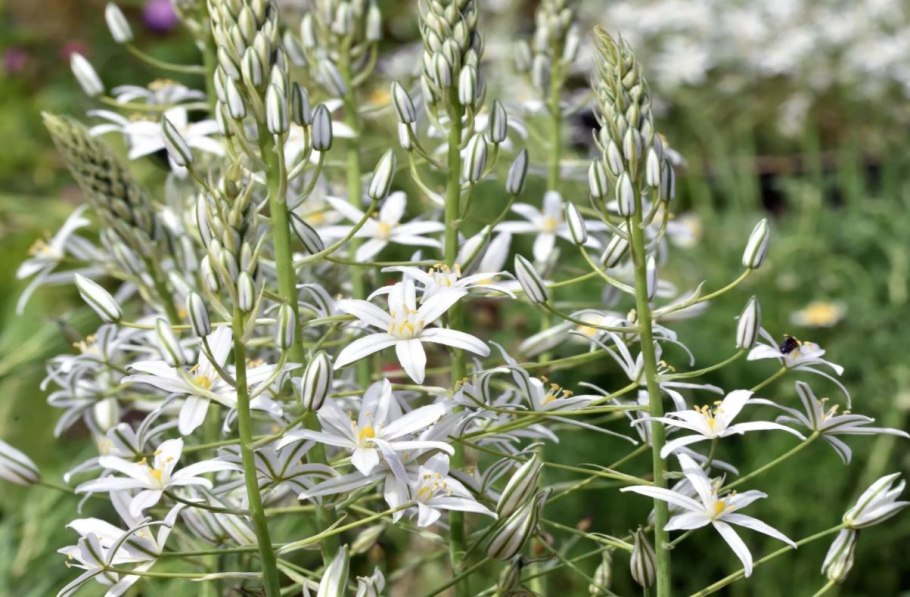 Птицемлечник тирсовидный