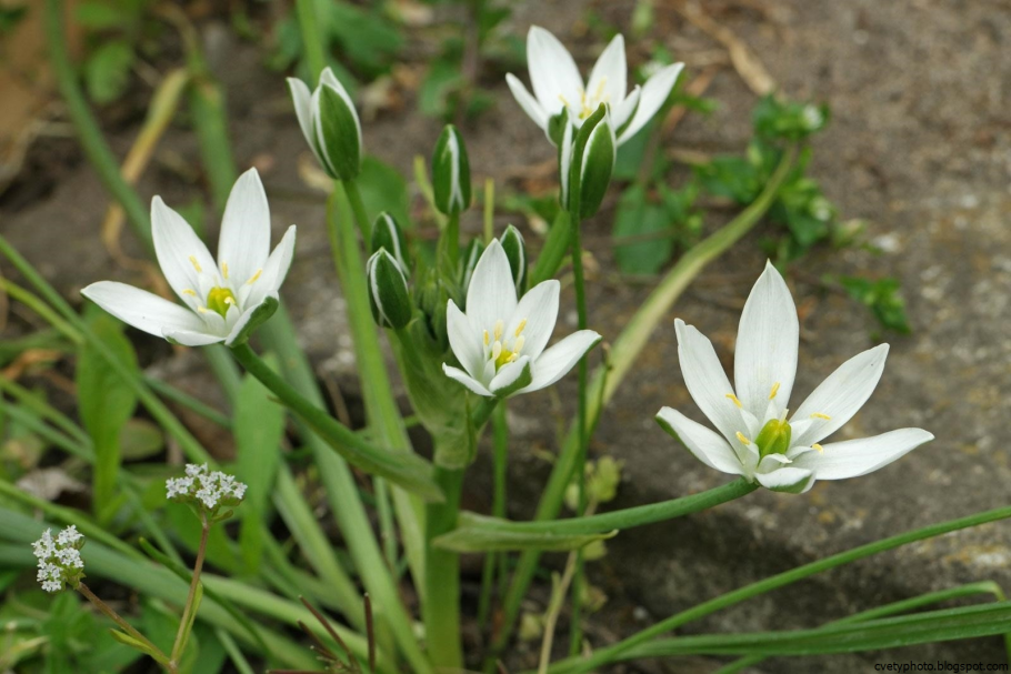 Ornithogalum umbellatum