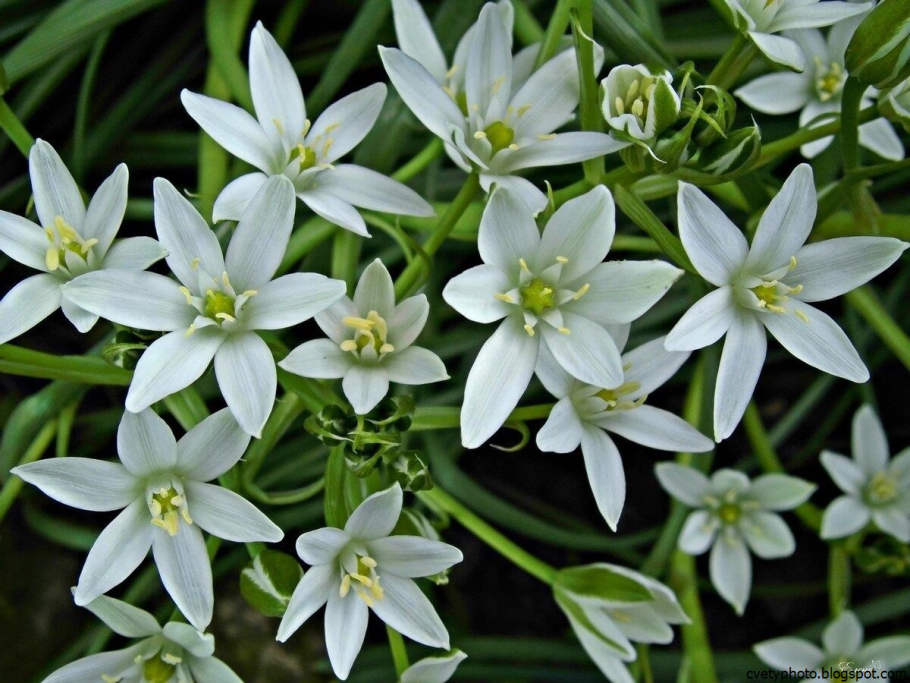 Луковичные многолетники птицемлечник