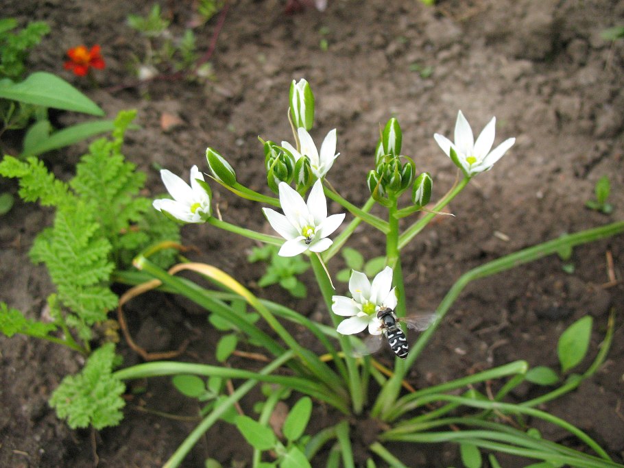 Птицемлечник пирамидальный