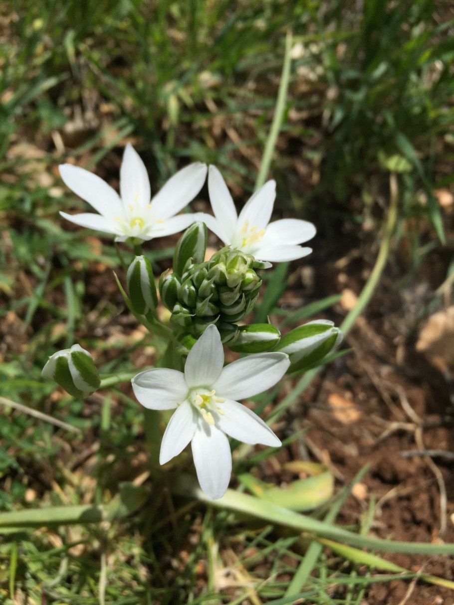 Птицемлечник тирсовидный