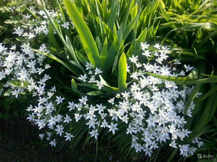 Птицемлечник Пиренейский
