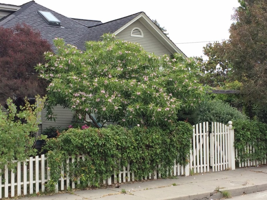 Читальпа Ташкентская