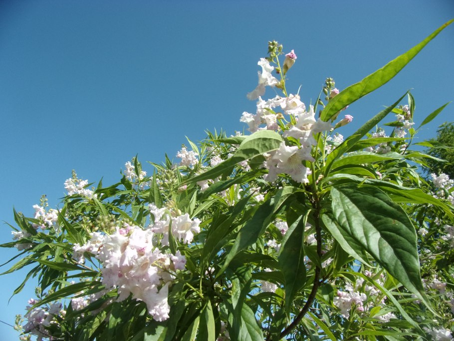 Читальпа Ташкентская дерево