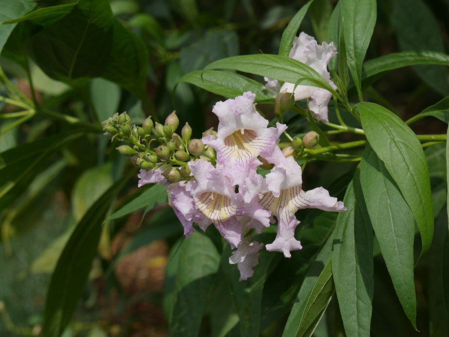 ×Chitalpa tashkentensis