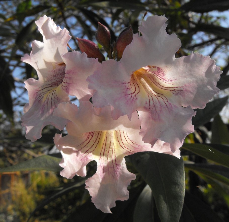 ×Chitalpa tashkentensis