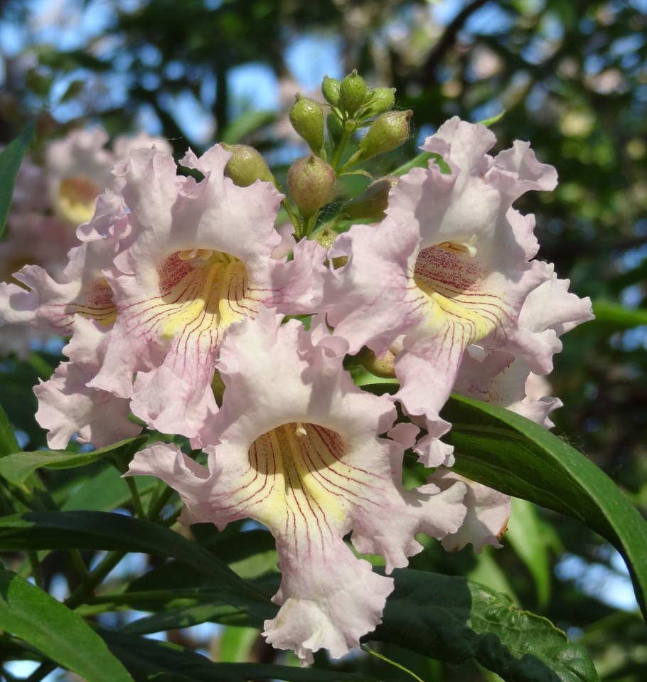 Читальпа Ташкентская