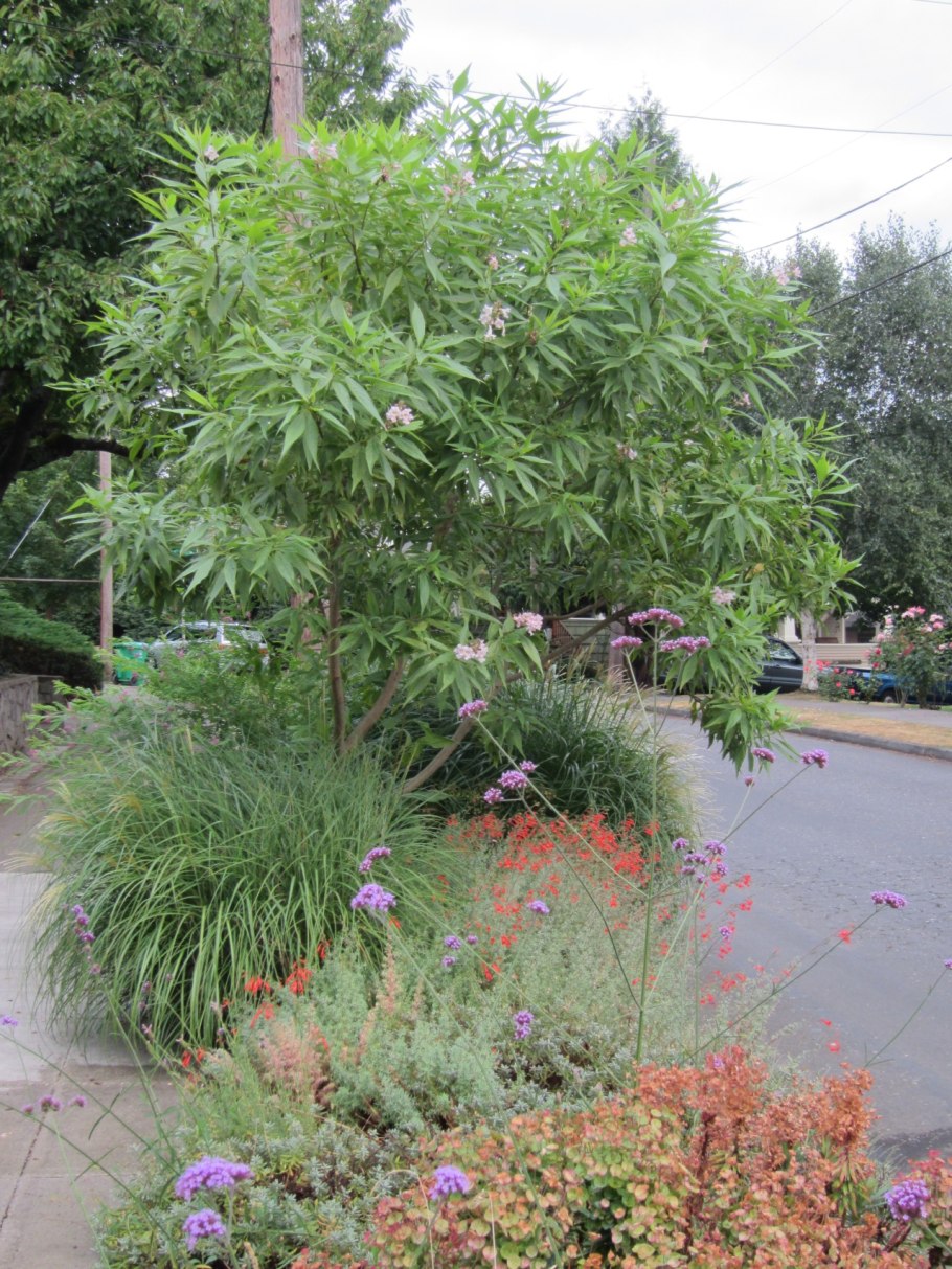 Хила катальпа