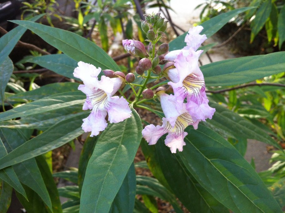 Chitalpa tashkentensis 'Summer Bells'