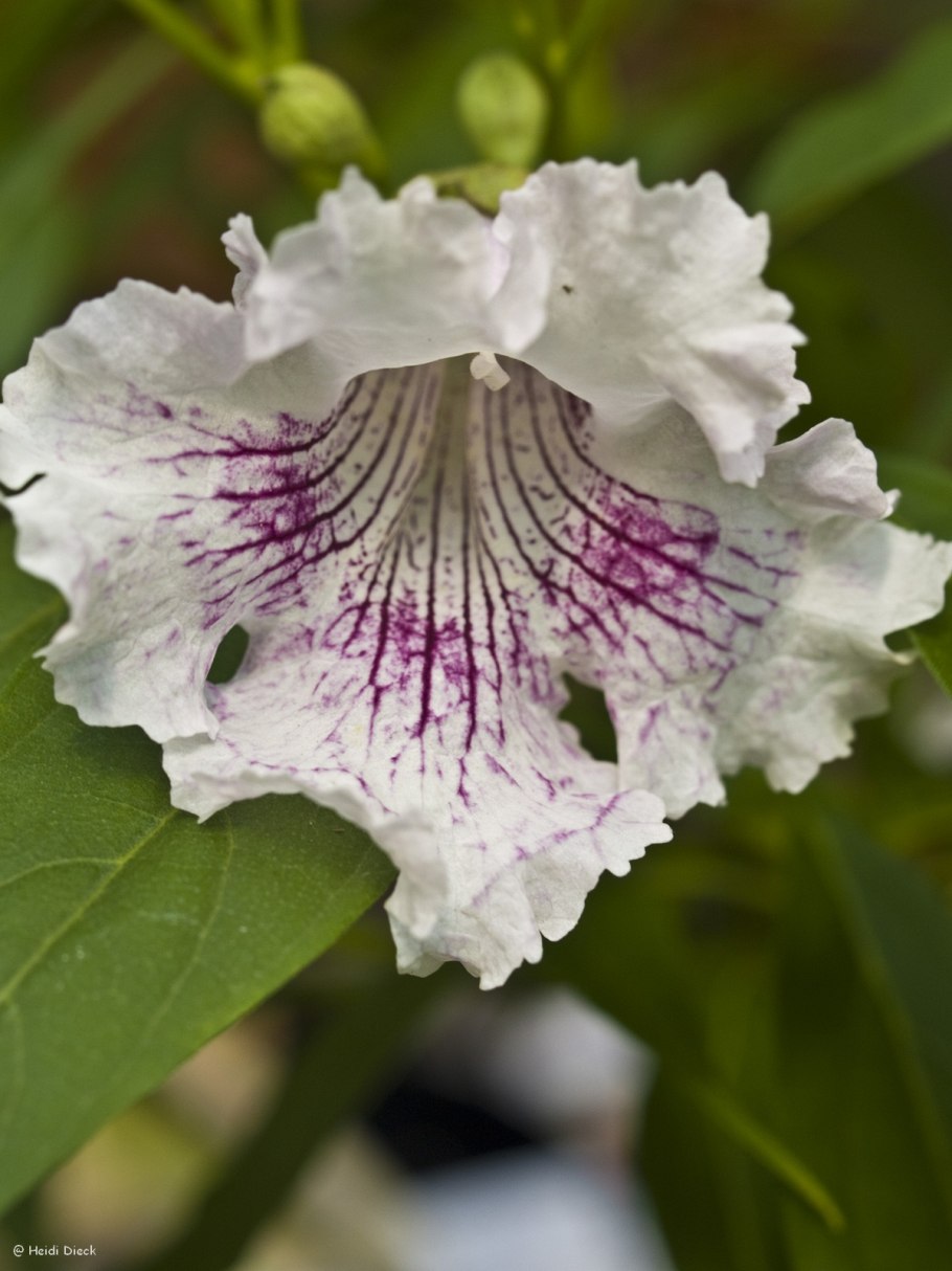 Читальпа Ташкентская дерево