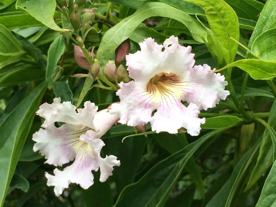 Кустарник читальпа Ташкентская