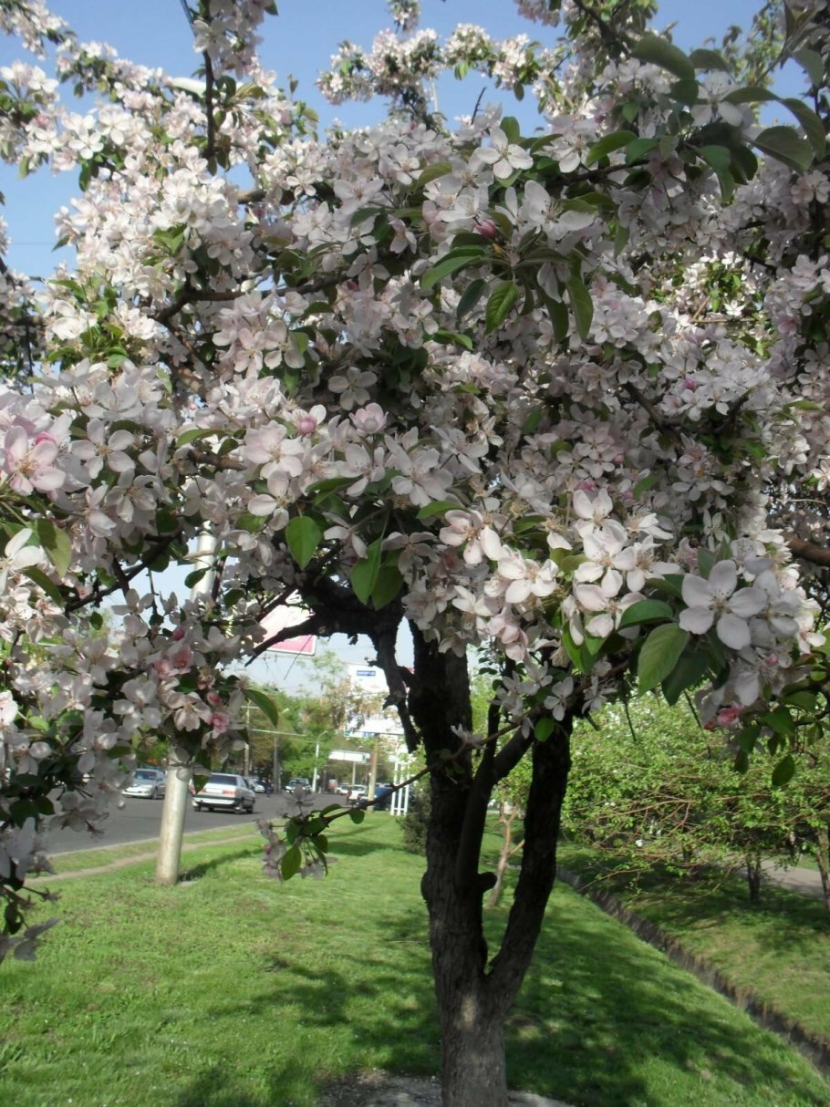 Лагерстремия фиолетовая куст