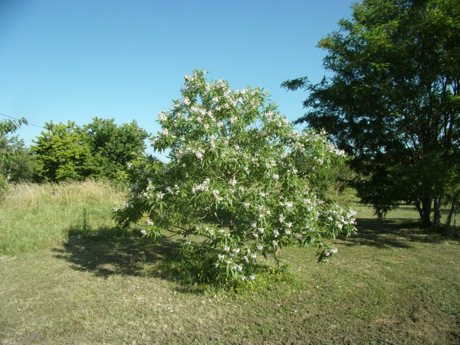 Читальпа Ташкентская дерево