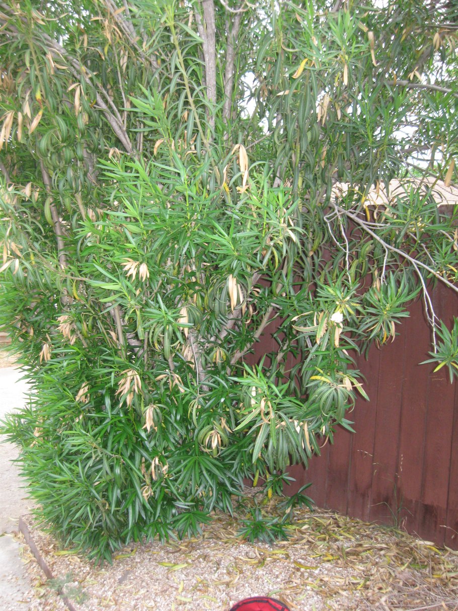 Читальпа описание