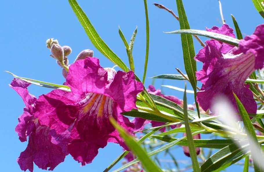 Chilopsis linearis