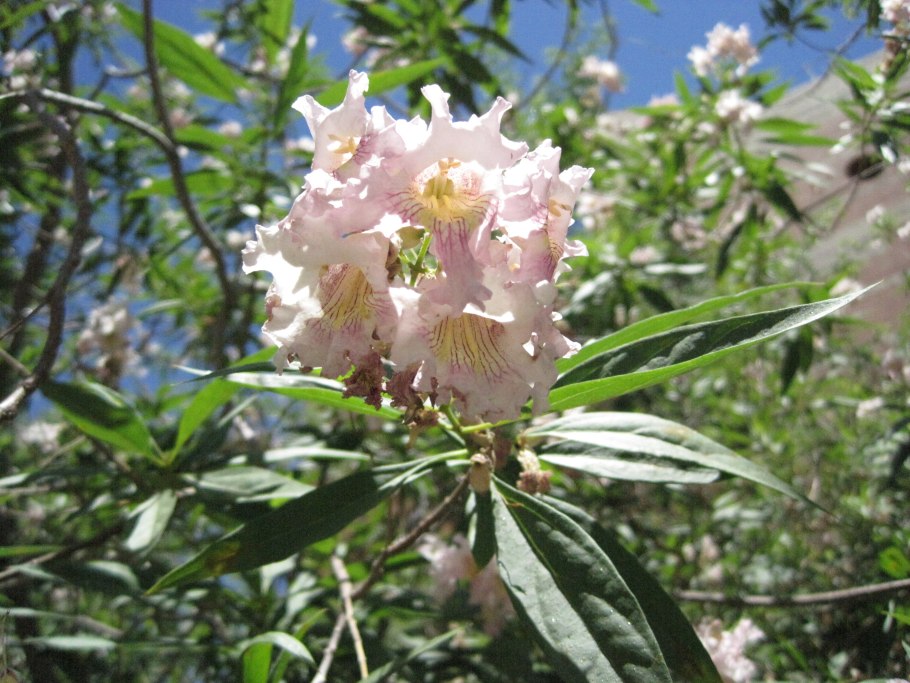 Читальпа Ташкентская дерево