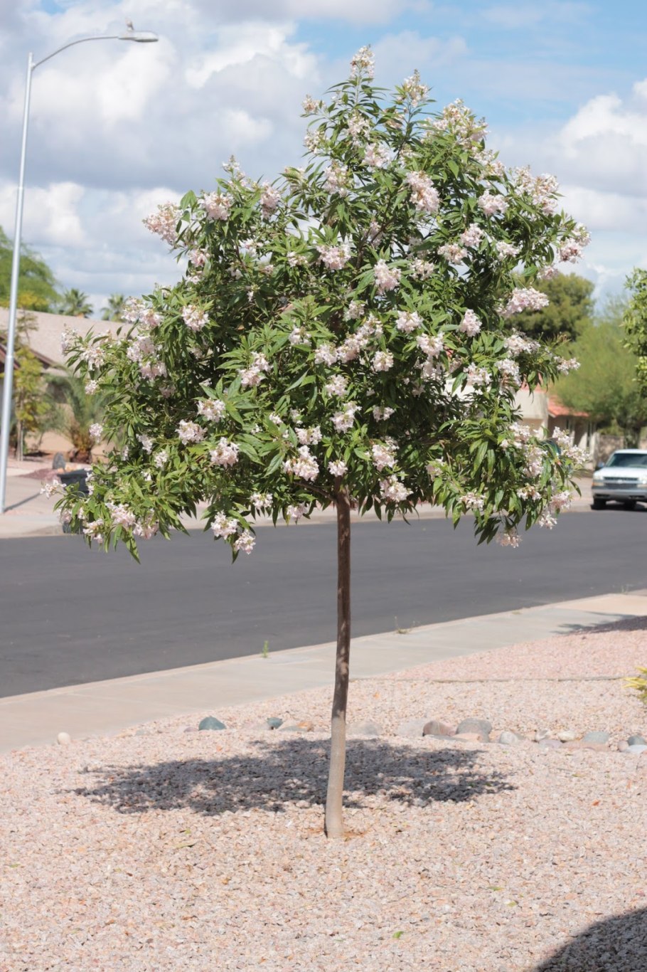 ×Chitalpa tashkentensis