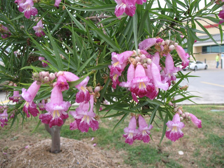 Desert Willow Chilopsis linearis