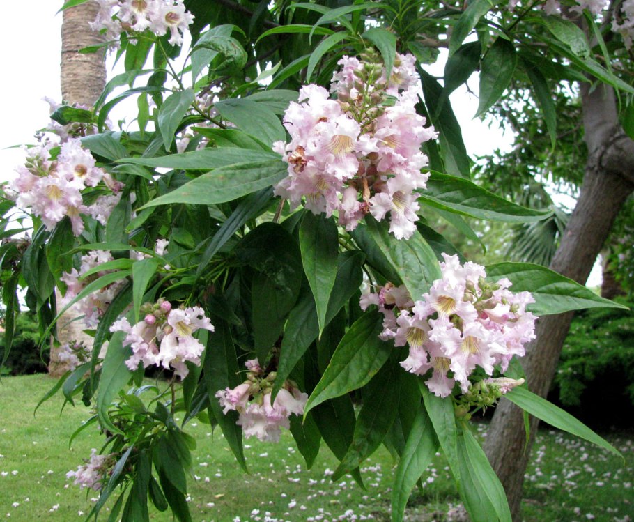 ×Chitalpa tashkentensis