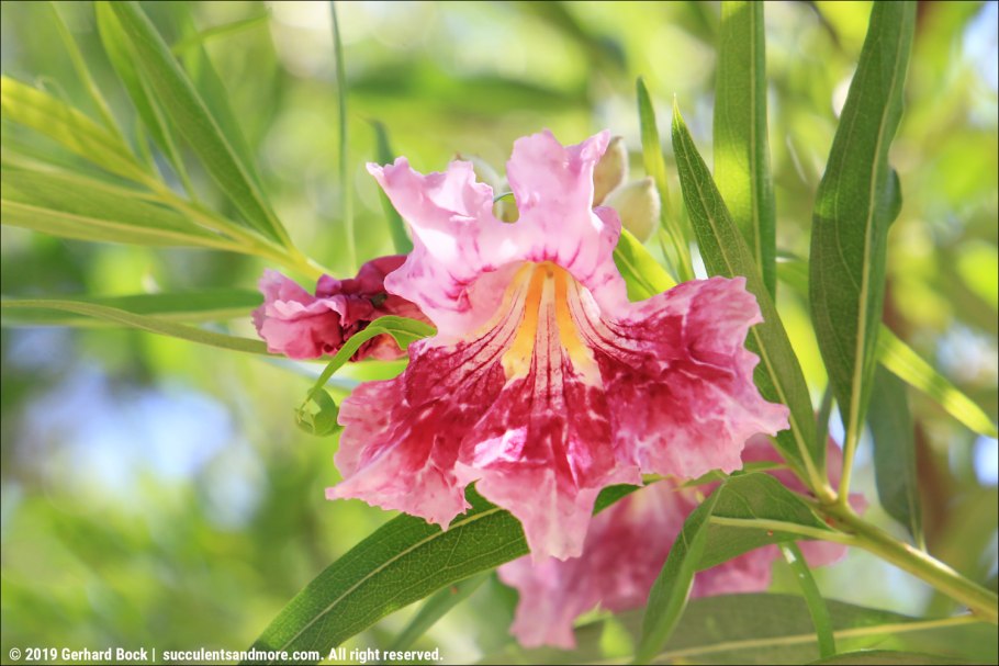 Читальпа Вайт куб