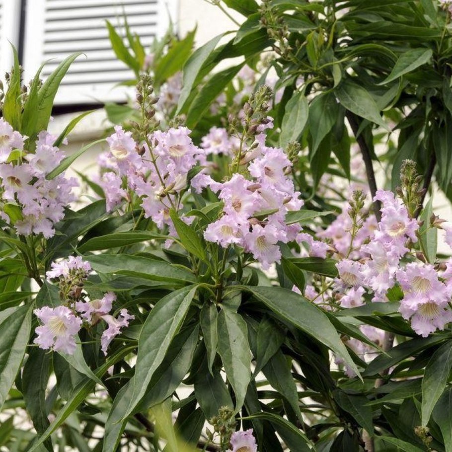 Читальпа дерево фото и описание